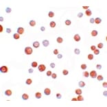 Immunocytochemistry - TCF12 Antibody from Signalway Antibody (25198) - Antibodies.com