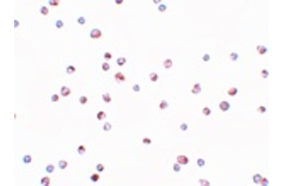 Immunocytochemistry - TRIP6 Antibody from Signalway Antibody (25199) - Antibodies.com