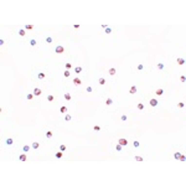 Immunocytochemistry - TRIP6 Antibody from Signalway Antibody (25199) - Antibodies.com