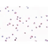 Immunocytochemistry - TRIP6 Antibody from Signalway Antibody (25199) - Antibodies.com