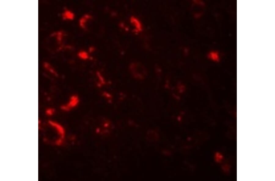 Immunofluorescence - AXIN1 Antibody from Signalway Antibody (25201) - Antibodies.com
