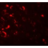 Immunofluorescence - AXIN1 Antibody from Signalway Antibody (25201) - Antibodies.com