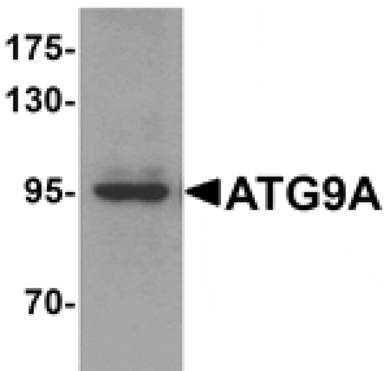 Western blot - ATG9A Antibody from Signalway Antibody (25202) - Antibodies.com