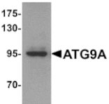 Western blot - ATG9A Antibody from Signalway Antibody (25202) - Antibodies.com