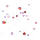 Immunocytochemistry - PLAC1 Antibody from Signalway Antibody (25203) - Antibodies.com