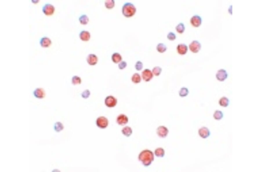 Immunocytochemistry - PLAC2 Antibody from Signalway Antibody (25204) - Antibodies.com