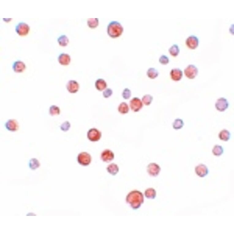 Immunocytochemistry - PLAC2 Antibody from Signalway Antibody (25204) - Antibodies.com