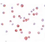 Immunocytochemistry - PLAC2 Antibody from Signalway Antibody (25204) - Antibodies.com