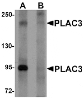 Western blot - PLAC3 Antibody from Signalway Antibody (25205) - Antibodies.com