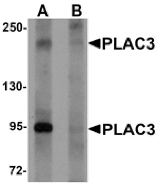 Western blot - PLAC3 Antibody from Signalway Antibody (25205) - Antibodies.com