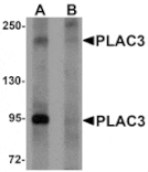 Western blot - PLAC3 Antibody from Signalway Antibody (25205) - Antibodies.com