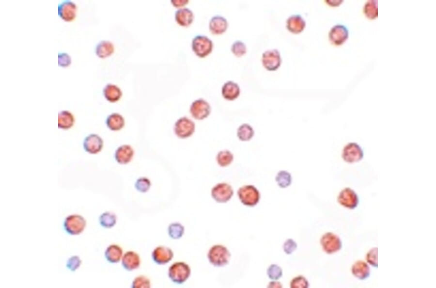 Immunocytochemistry - PLAC3 Antibody from Signalway Antibody (25205) - Antibodies.com