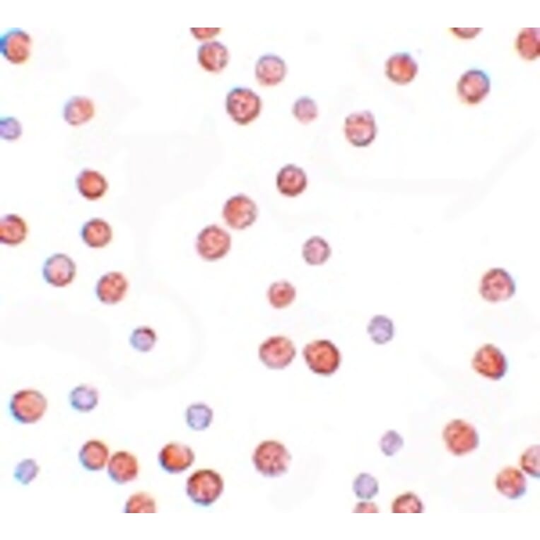 Immunocytochemistry - PLAC3 Antibody from Signalway Antibody (25205) - Antibodies.com