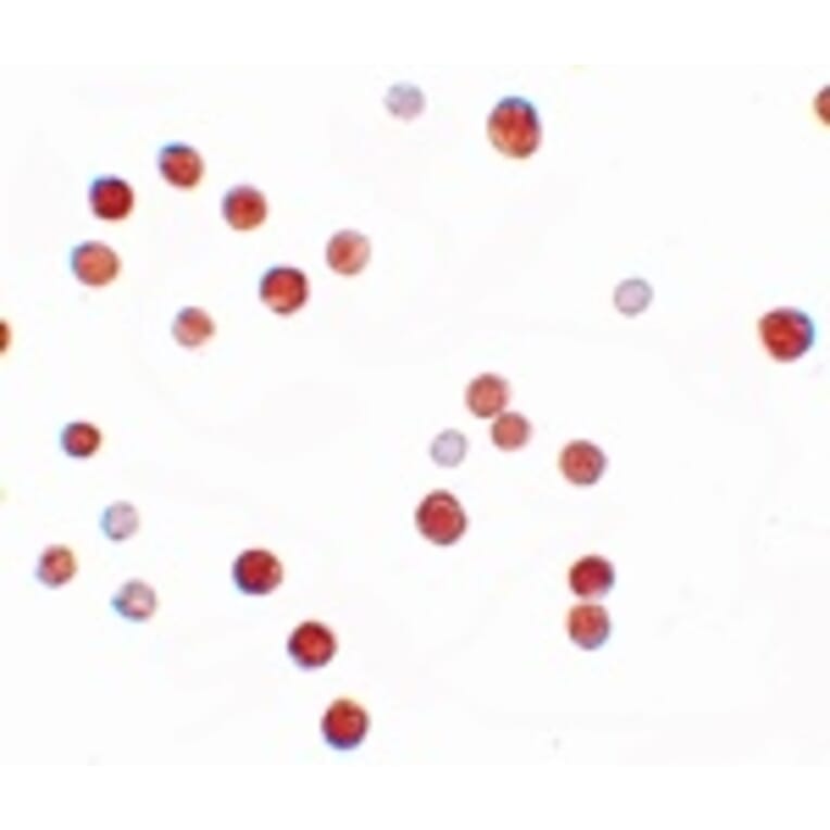 Immunocytochemistry - PLAC4 Antibody from Signalway Antibody (25206) - Antibodies.com