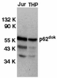 Western blot - DOK1 Antibody from Signalway Antibody (24006) - Antibodies.com