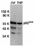 Western blot - DOK1 Antibody from Signalway Antibody (24006) - Antibodies.com