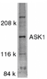 Western blot - ASK1 Antibody from Signalway Antibody (24026) - Antibodies.com