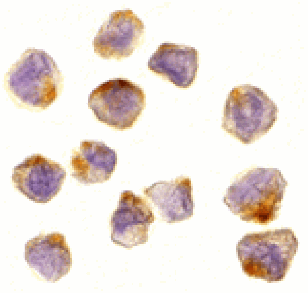 Immunocytochemistry - ASK1 Antibody from Signalway Antibody (24026) - Antibodies.com
