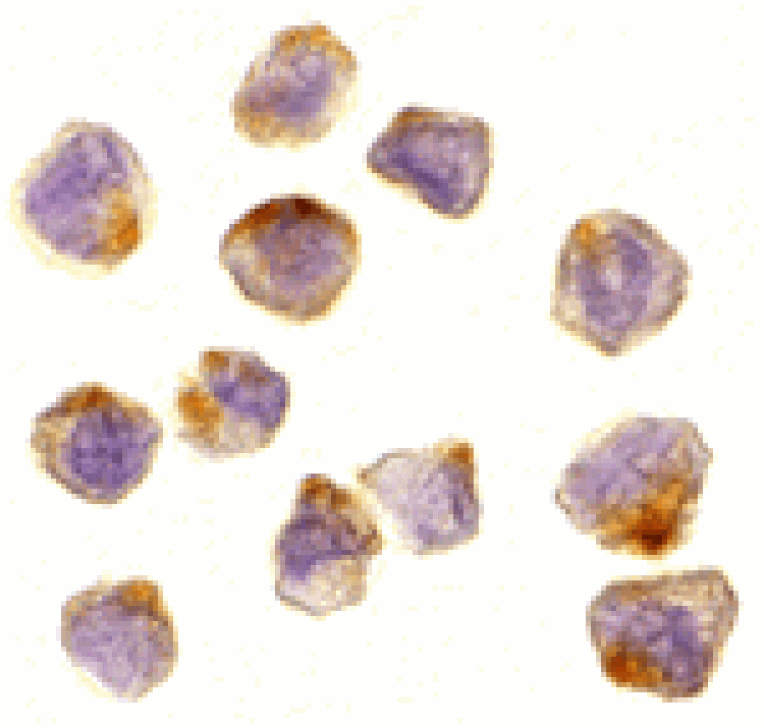 Immunocytochemistry - ASK1 Antibody from Signalway Antibody (24026) - Antibodies.com