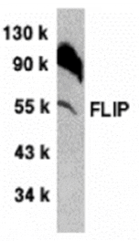 Western blot - FLIP Antibody from Signalway Antibody (24027) - Antibodies.com