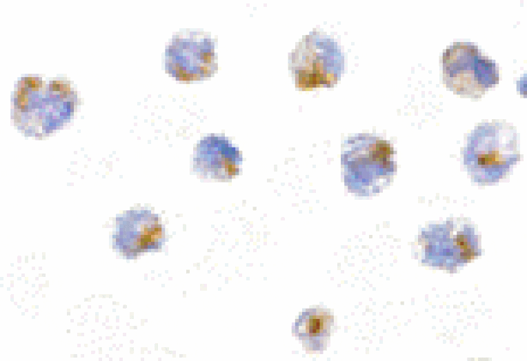 Immunocytochemistry - FLIP Antibody from Signalway Antibody (24027) - Antibodies.com