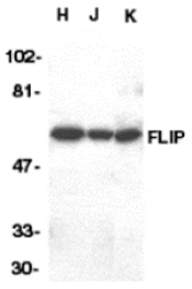 Western blot - FLIP Antibody from Signalway Antibody (24030) - Antibodies.com
