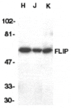 Western blot - FLIP Antibody from Signalway Antibody (24030) - Antibodies.com