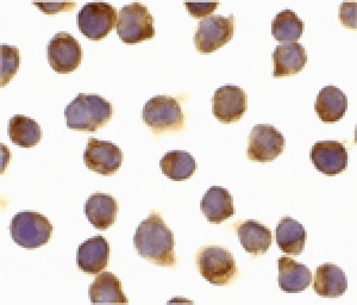 Immunocytochemistry - FLIP Antibody from Signalway Antibody (24030) - Antibodies.com