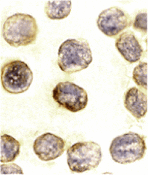Immunocytochemistry - Daxx Antibody from Signalway Antibody (24031) - Antibodies.com