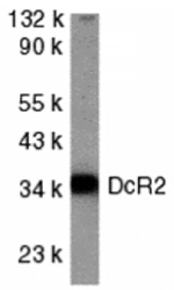 Western blot - DcR2 Antibody from Signalway Antibody (24042) - Antibodies.com