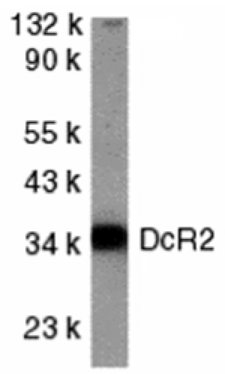 Western blot - DcR2 Antibody from Signalway Antibody (24042) - Antibodies.com