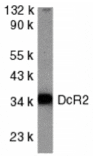 Western blot - DcR2 Antibody from Signalway Antibody (24042) - Antibodies.com