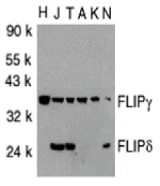 Western blot - FLIP Antibody from Signalway Antibody (24045) - Antibodies.com