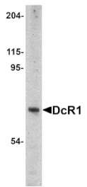 Western blot - DcR1 Antibody from Signalway Antibody (24079) - Antibodies.com