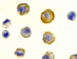 Immunocytochemistry - DcR1 Antibody from Signalway Antibody (24079) - Antibodies.com