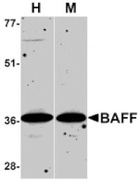 Western blot - BAFF Antibody from Signalway Antibody (24088) - Antibodies.com