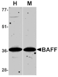 Western blot - BAFF Antibody from Signalway Antibody (24088) - Antibodies.com