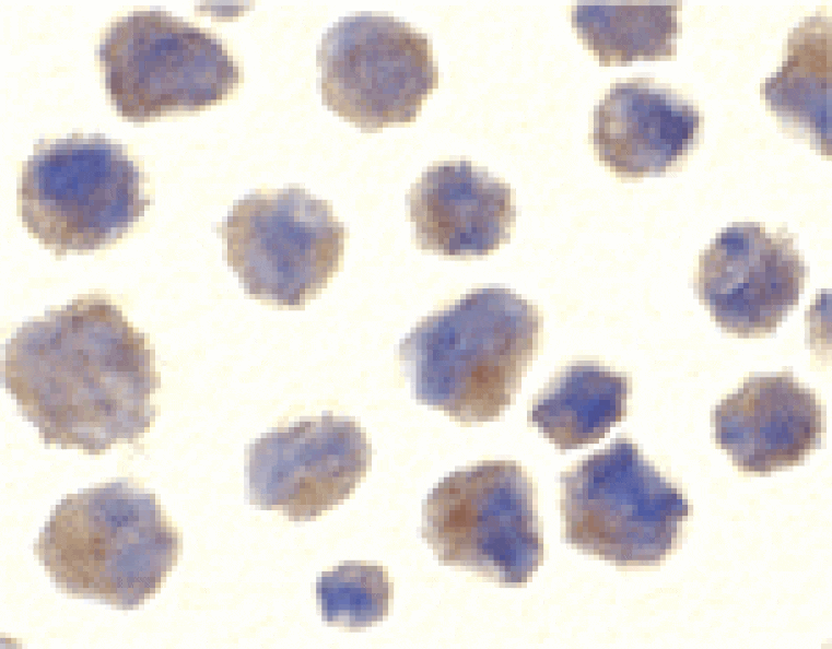 Immunocytochemistry - BACE Antibody from Signalway Antibody (24100) - Antibodies.com