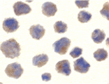Immunocytochemistry - BACE Antibody from Signalway Antibody (24100) - Antibodies.com