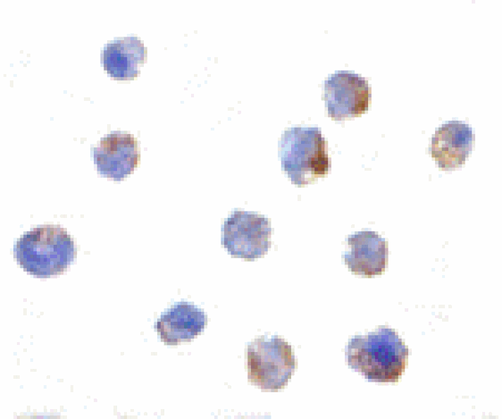 Immunocytochemistry - IKAP Antibody from Signalway Antibody (24123) - Antibodies.com