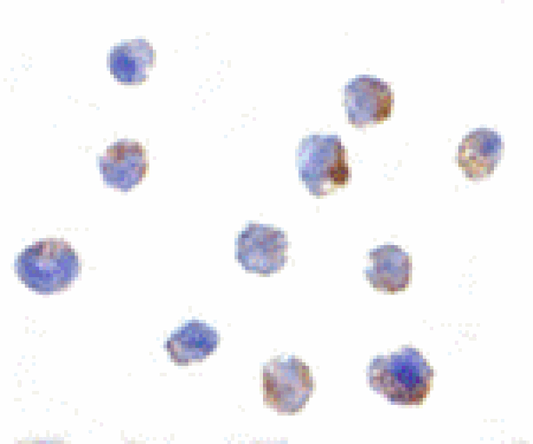 Immunocytochemistry - IKAP Antibody from Signalway Antibody (24123) - Antibodies.com