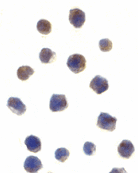 Immunocytochemistry - Chk2 Antibody from Signalway Antibody (24130) - Antibodies.com