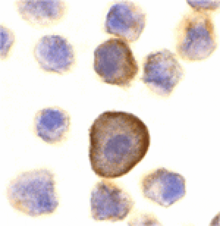 Immunocytochemistry - PERP Antibody from Signalway Antibody (24142) - Antibodies.com