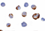 Immunocytochemistry - PAK5 Antibody from Signalway Antibody (24182) - Antibodies.com