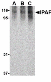 Western blot - Ipaf Antibody from Signalway Antibody (24186) - Antibodies.com