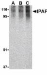 Western blot - Ipaf Antibody from Signalway Antibody (24186) - Antibodies.com