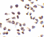 Immunocytochemistry - Ipaf Antibody from Signalway Antibody (24186) - Antibodies.com