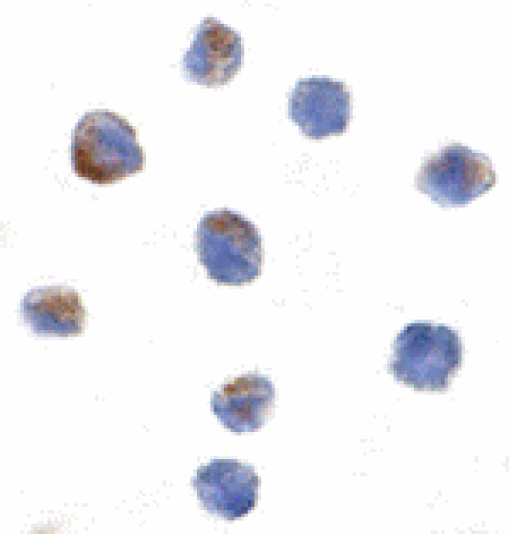 Immunocytochemistry - PARC Antibody from Signalway Antibody (24204) - Antibodies.com