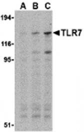 Western blot - TLR7 Antibody from Signalway Antibody (24228) - Antibodies.com