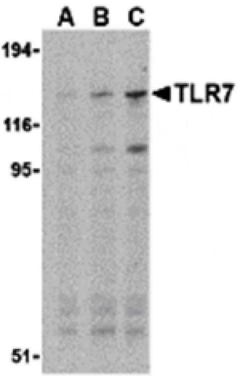 Western blot - TLR7 Antibody from Signalway Antibody (24228) - Antibodies.com